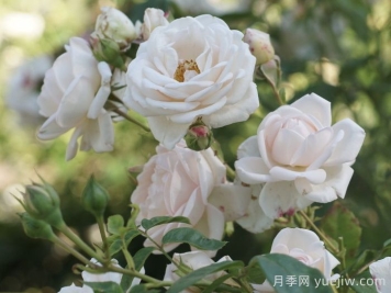 瑪婷吉洛月季介紹，適應性強，香味宜人