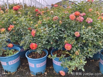 ?拿到網(wǎng)購的歐月月季應該如何種植？