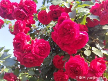 ?重新了解月季，月季的習性、養花、時(shí)間