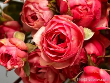 超級耐寒的5個(gè)月季品種，0度以上就能開(kāi)花
