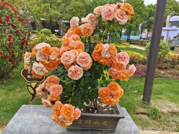 月季成長(cháng)成長(cháng)之路，月季小苗到大苗開(kāi)花的全過(guò)程