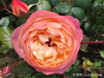 艾瑪漢密爾頓夫人月季，香氣迷人，顏值出彩    