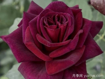 切花暗香月季，濃香版黑巴克