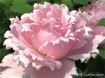 索菲羅莎月季推薦，獨特花瓣，美妙濃香