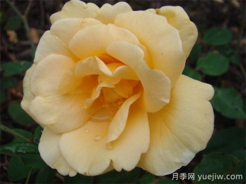 希林頓夫人月季，百年經(jīng)典灌木月季