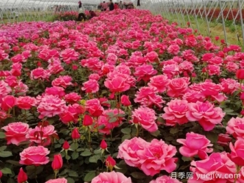 庭院花園春季養護方案