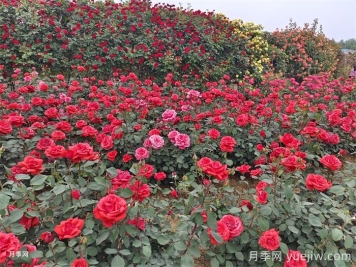 8個(gè)花園種植入門(mén)技巧，送給設計師與愛(ài)好者