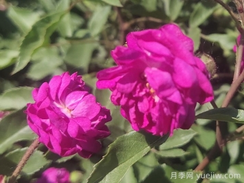月季推薦，葡萄園之歌月季