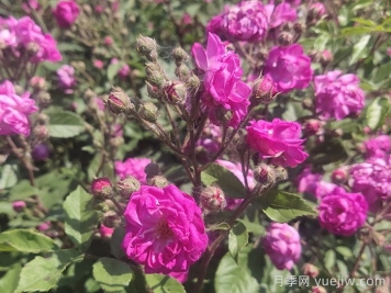歐月月季介紹，葡萄園之歌月季