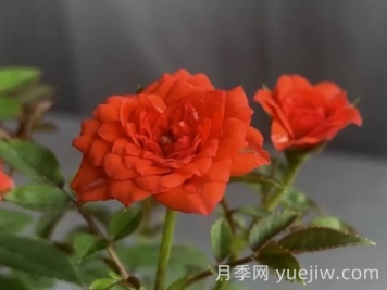 月季推薦，朱紅姬月季