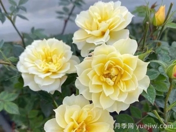 超微月季推薦，黃金姬月季