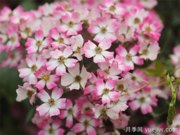 微月月季推薦，遮陽(yáng)傘月季