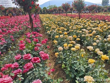 如何區分家庭園藝與園林工程的不同之處？