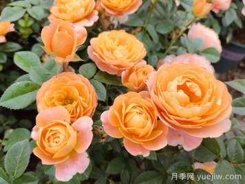 10種經(jīng)典月季花品種，開(kāi)成花海很驚艷