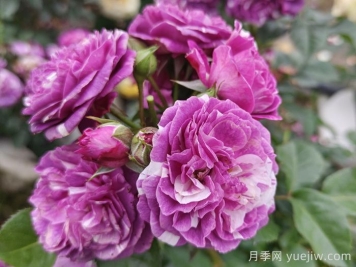 50種綠植花卉大全，值得收藏