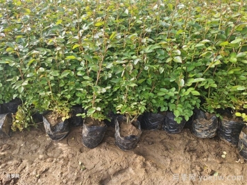 春季如何提高綠化工程新栽植物的成活率？