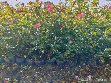 盆栽微型月季的養殖辦法，做好三點(diǎn)開(kāi)花不斷