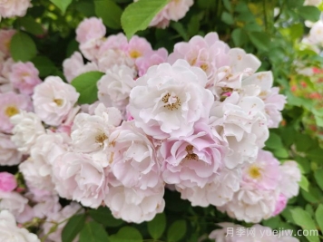 如果有個(gè)院子，一定要種一棵薔薇