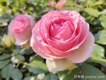 藤本月季的特征、品種、養護