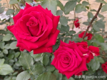 月季的專(zhuān)業(yè)名詞解析，看懂術(shù)語(yǔ)