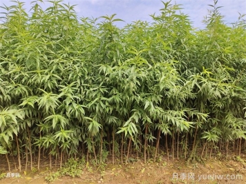 桃樹(shù)苗定植栽植的注意事項
