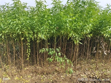 南陽(yáng)市臥龍區陸營(yíng)鎮果樹(shù)苗繁育基地