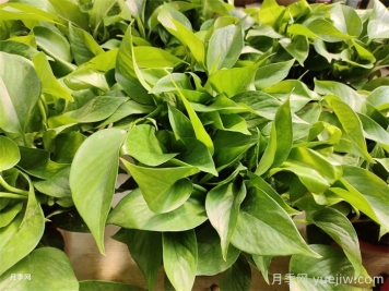 水培植物有哪些？