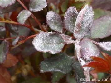 春季預防月季白粉病爆發(fā)的辦法