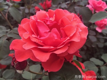 盤(pán)點(diǎn)100個(gè)常見(jiàn)月季品種