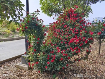 造型花木植物在景觀(guān)中的應用