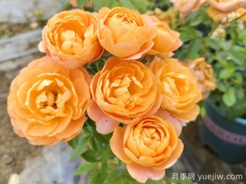 果汁陽(yáng)臺月季專(zhuān)為陽(yáng)臺，讓果汁陽(yáng)臺四季開(kāi)花的辦法