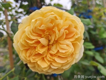 15個(gè)常見(jiàn)月季花特點(diǎn)知識分享