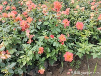 春季養月季花的小知識分享