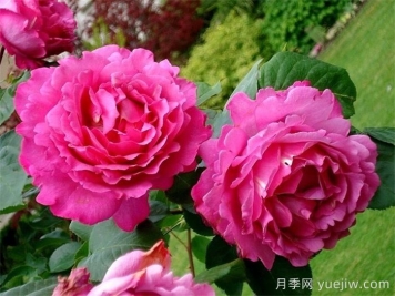 九大精品濃香月季品種，花香滿(mǎn)屋
