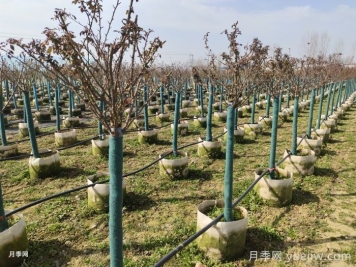 三月份園林植物養護月歷
