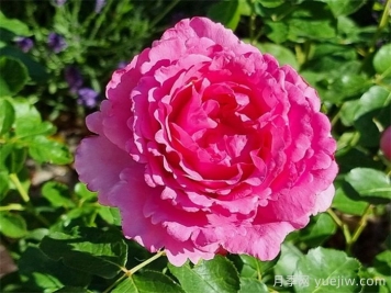 伊芙伯爵月季，伊芙系列開(kāi)山鼻祖
