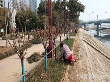 南陽(yáng)白河岸淯陽(yáng)橋臺地增植樹(shù)狀月季