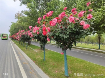 南陽(yáng)叫響“世界月季名城”品牌，推進(jìn)月季種植增植