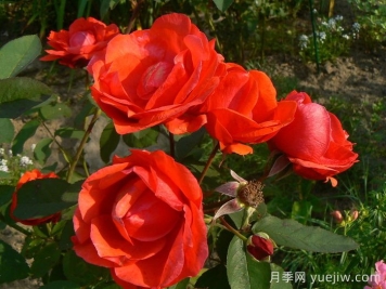 現代火焰月季/摩登火光
