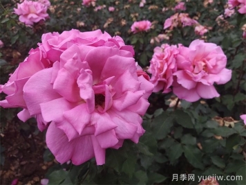 哪些月季更值得購買(mǎi)種植？月季優(yōu)缺點(diǎn)大比拼