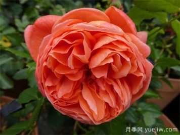 夏日之歌月季推薦，奧斯汀濃香月季