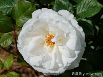格麗特梅麗爾月季，英國第一香白月季