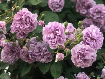 藍色陰雨月季，藍紫色藤本月季推薦