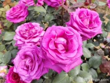 晉城月季：月季花開(kāi)香滿(mǎn)園，芳香四溢正當時(shí)