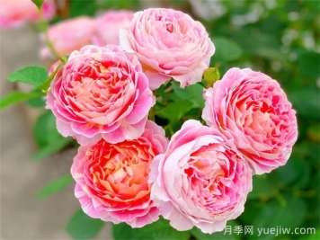 推薦7款月季花品種，夏季也能快樂(lè )綻放