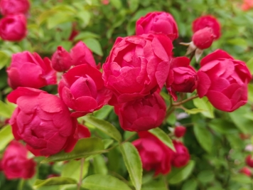 紅木香，爬藤霸主，生長(cháng)快花量多        