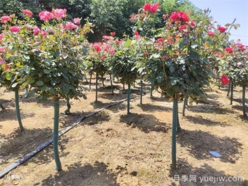 樹(shù)狀月季和園林植物栽植養護常見(jiàn)問(wèn)題