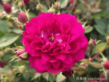 甜蜜馬車(chē)微型月季難種嗎？甜蜜馬車(chē)該如何養？