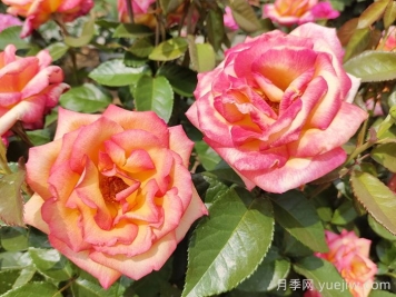觀(guān)花樹(shù)種在園林綠化中長(cháng)盛不衰，有哪些花木？