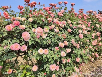 有了院子，一定要種棵爬藤月季